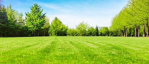 An established lawn and treeline in Northeast Pennsylvania